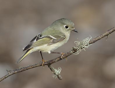 Ruby-crowned Kinglet (Regulus calendula) photo