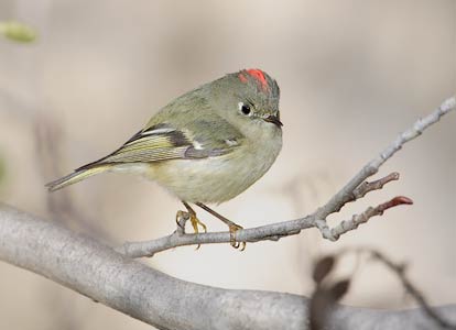 Ruby-crowned Kinglet (Regulus calendula) photo