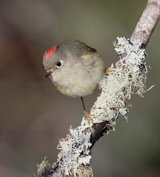 Ruby-crowned Kinglet (Regulus calendula) photo