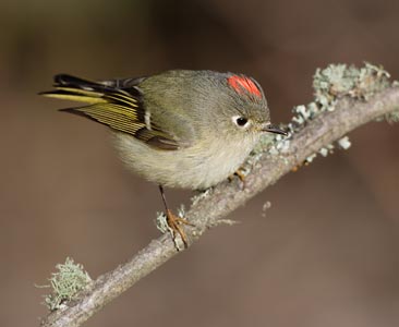Ruby-crowned Kinglet (Regulus calendula) photo
