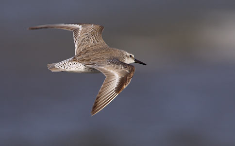 Red Knot (Calidris canutus) photo