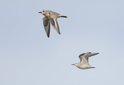 Red Knot (Calidris canutus) photo
