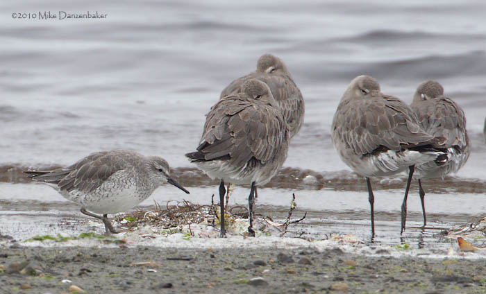 Red Knot (Calidris canutus) photo