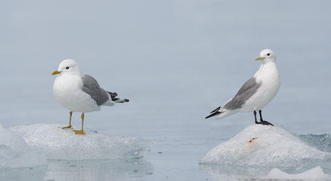 Black-legged Kittiwake (Rissa tridactyla) photo