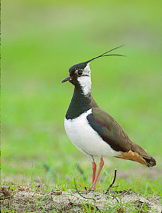Northern Lapwing (Vanellus vanellus) photo image