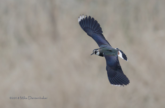 Northern Lapwing (Vanellus vanellus) photo