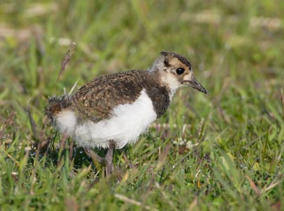 Northern Lapwing (Vanellus vanellus) photo