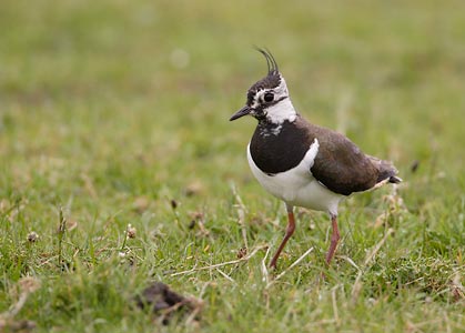 Northern Lapwing (Vanellus vanellus) photo