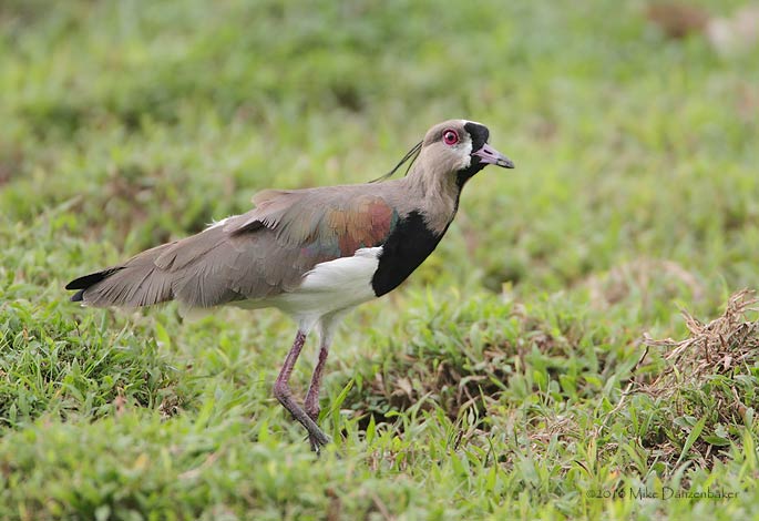 Southern Lapwing (Vanellus chilensis`) photo