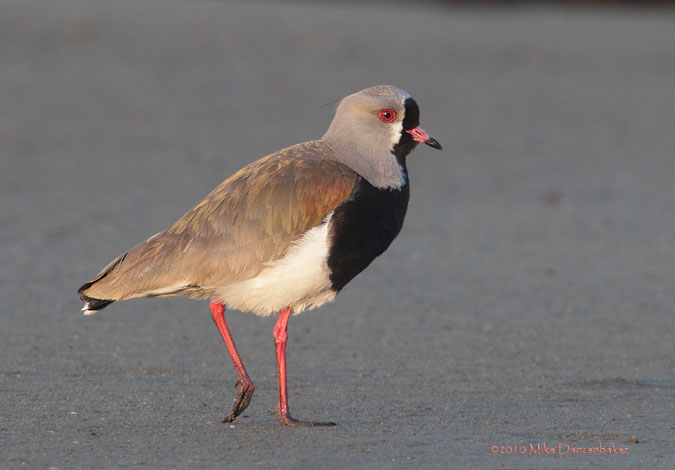 Southern Lapwing (Vanellus chilensis) photo