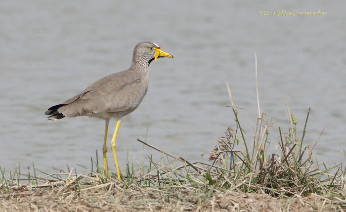 African Wattled Lapwing (Vanellus senegallus) photo