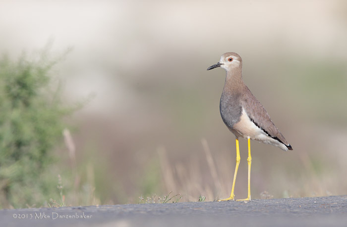 White-tailed Lapwing (Vanellus leucurus) photo