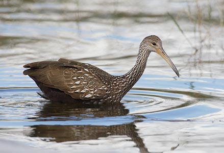Limpkin (Aramus guarauna) photo