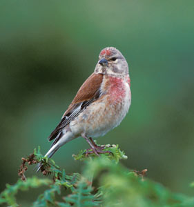 Common Linnet (Carduelis cannabina) photo image
