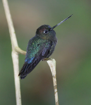 Green-fronted Lancebill (Doryfera ludoviciae) photo