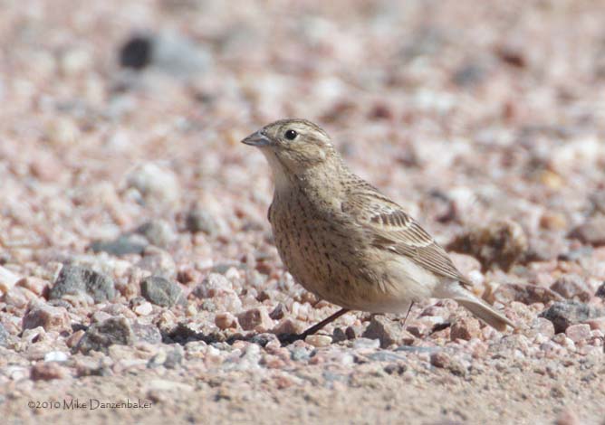 Chestnut-collared Longspur (Calcarius ornatus) photo