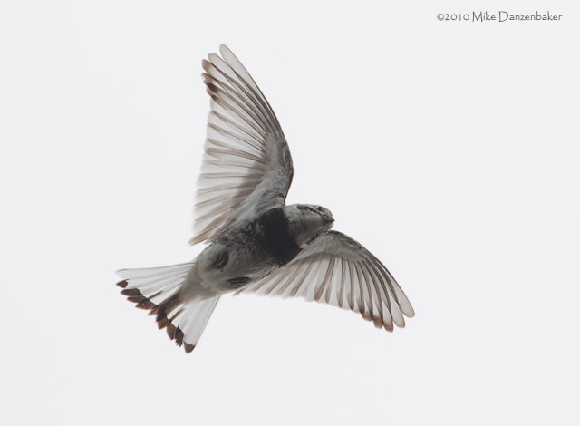 McCown's Longspur (Rhynchophanes mccownii) photo
