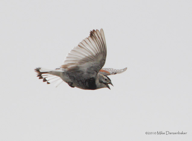 McCown's Longspur (Rhynchophanes mccownii) photo