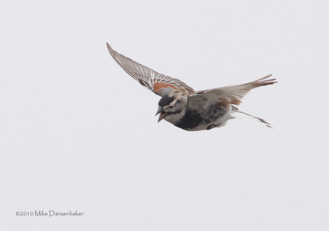 McCown's Longspur (Rhynchophanes mccownii) photo