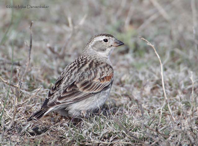 McCown's Longspur (Rhynchophanes mccownii) photo