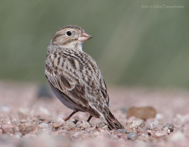 McCown's Longspur (Rhynchophanes mccownii) photo