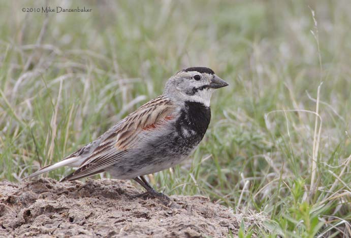 McCown's Longspur (Rhynchophanes mccownii) photo