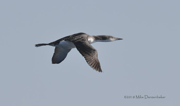 Arctic Loon (Gavia arctica) photo