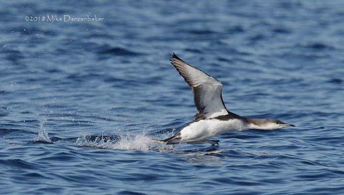 Arctic Loon (Gavia arctica) photo