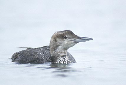 Common Loon (Gavia immer) photo image