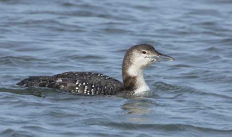 Common Loon (Gavia immer) photo