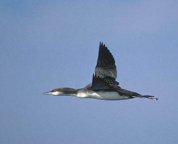 Pacific Loon (Gavia pacifica) photo image