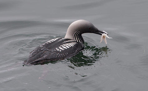 Pacific Loon (Gavia pacifica) photo