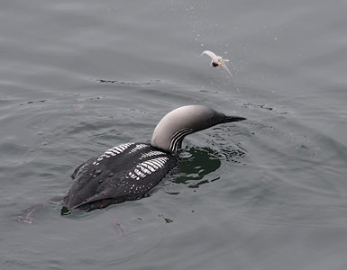 Pacific Loon (Gavia pacifica) photo