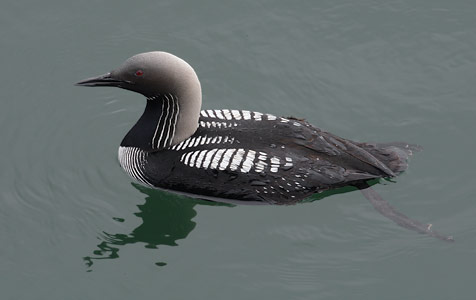 Pacific Loon (Gavia pacifica) photo