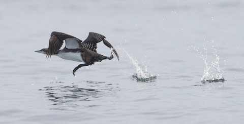 Pacific Loon (Gavia pacifica) photo