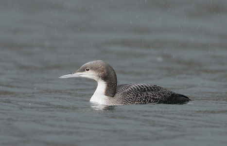 Pacific Loon (Gavia pacifica) photo