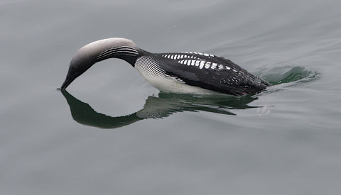 Pacific Loon (Gavia pacifica) photo