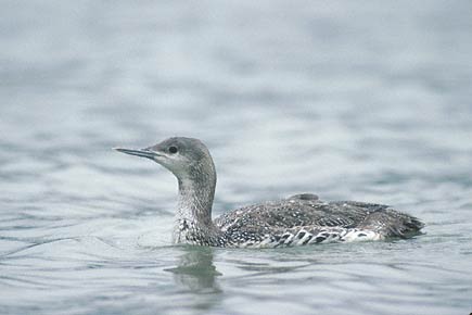Red-throated Loon (Gavia stellata) photo image