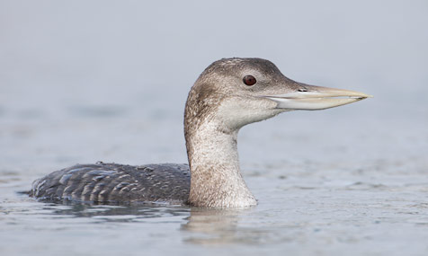 Yellow-billed Loon (Gavia adamsii) photo