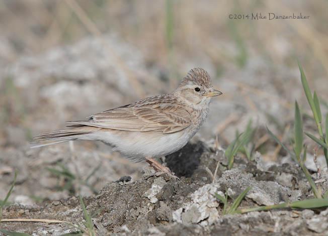 Asian Short-toed Lark (Calandrella cheleensis) photo