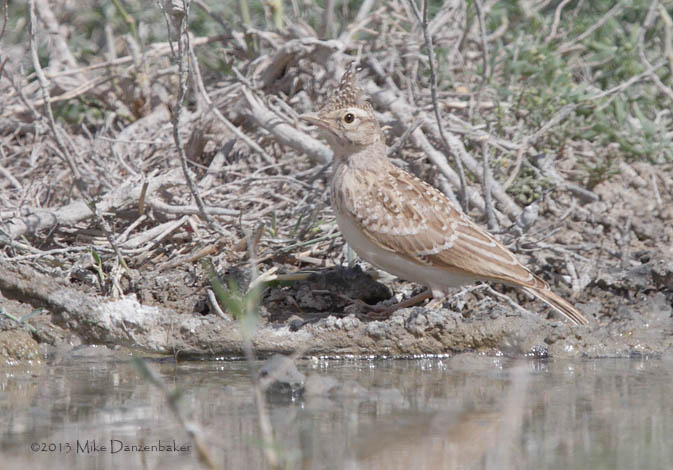 Crested Lark (Galerida cristata) photo
