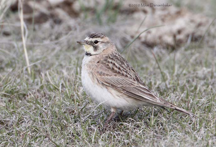 Horned Lark (Eremophila alpestris) photo