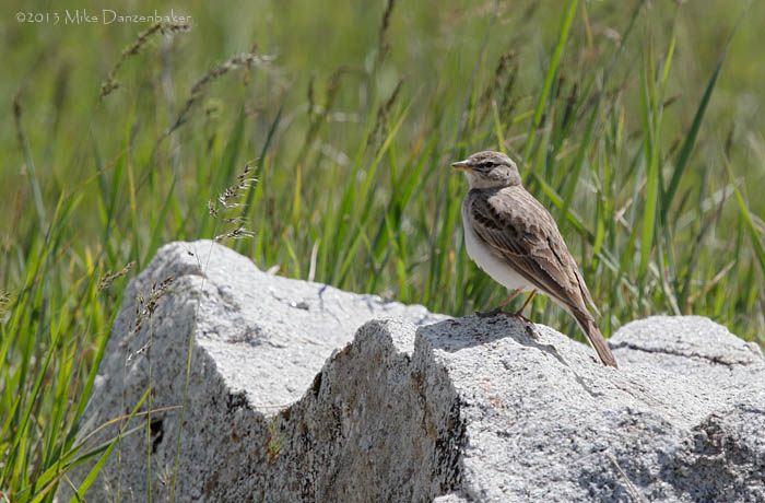Hume's Short-toed Lark (Calandrella acutirostris) photo