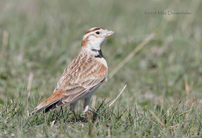 Mongolian Lark (Melanocorypha mongolica) photo