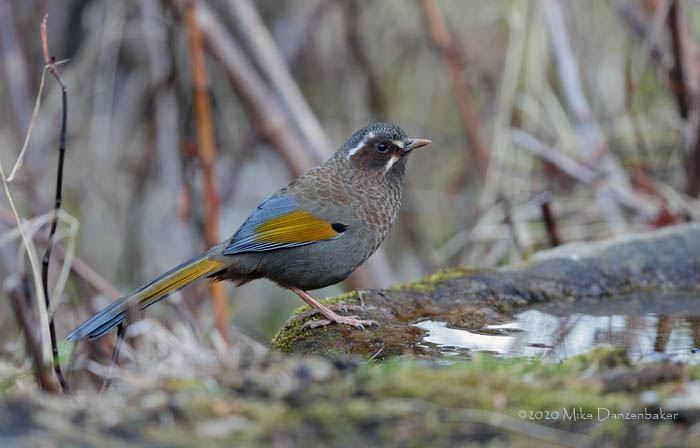 White-whiskered Laughingthrush (Trochalopteron morrisonianum) photo