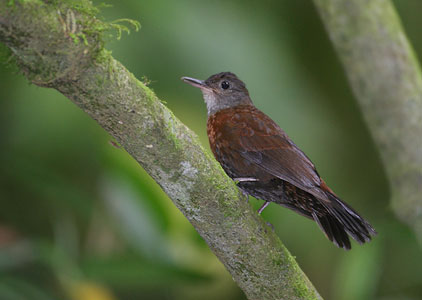 Gray-throated Leaftosser (Sclerurus albigularis) photo