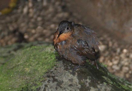 Tawny-throated Leaftosser (Sclerurus mexicanus) photo