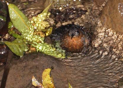 Tawny-throated Leaftosser (Sclerurus mexicanus) photo