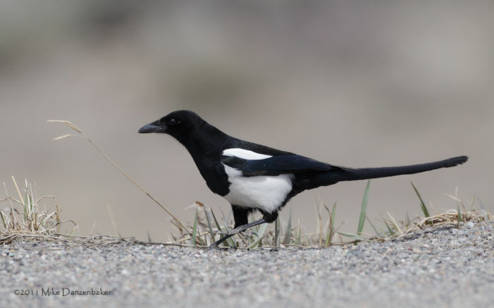 Black-billed Magpie (Pica hudsonia) photo