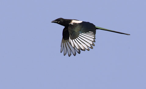 Magpie (Pica pica) photo